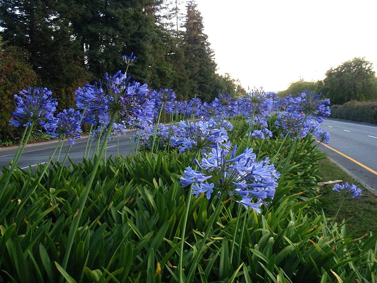 Stunning Agapanthus Africanus 'Lily of The Nile' | Live 2" Plants | Vibrant Blue Blooms | Perfect for Borders | Easy to Grow