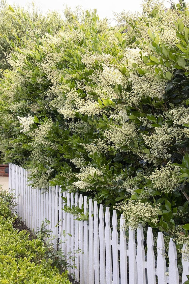 Ligustrum Waxleaf Privet - Live Quart Size Plants - Blooming Evergreen Privacy Hedge