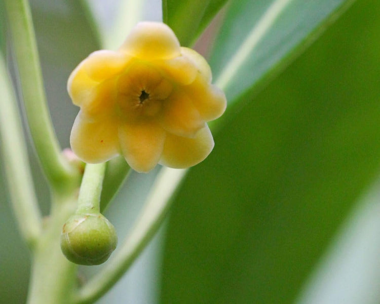 Yellow Anise Plant | Live Plants | Illicium Parviflorum | Fragrant Foliage | Evergreen Shrub | Star Anise Aromatic Ornamental (3 Plants)