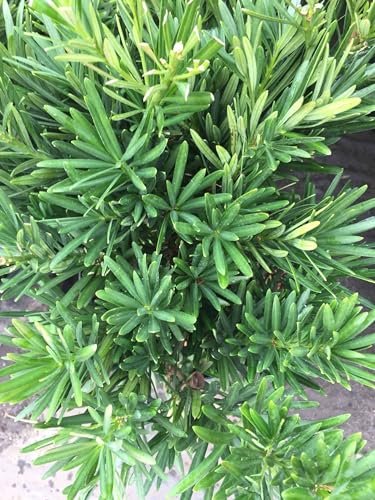 Podocarpus Pringles | Extra Large Gallon Plant | Podocarpus Macrophyllus 'Pringles' | Ideal for Hedges | Low Maintenance Shrub