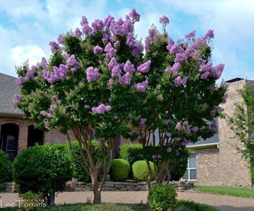 Crape Myrtle Muskogee | Live Plants | Lagerstroemia Indica | Beautiful Low Maintenance Lavender Blooming Tree