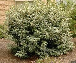 Elaeagnus Ebbingei | Extra Large 3 Gallon Plants | Elaeagnus x ebbingei | Lustrous Foliage | Fast-Growing Hedge