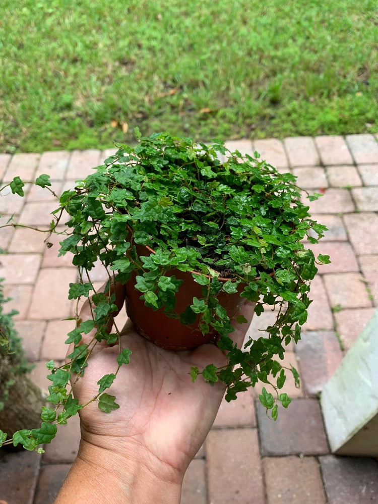 Ficus Pumila Quercifolia | Live Plants | Oak Leaf Creeping Fig, Easy-Care Indoor/Outdoor Trailing Vine Plant, Perfect for Walls and Ground Cover