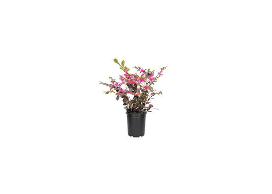 Loropetalum Ruby I Live Quart Size Plants I Chinese Fringe Flower I Vivid Red Leaves with Pink Blooms, Ideal for Hedges, Borders, and Decorative Plantings