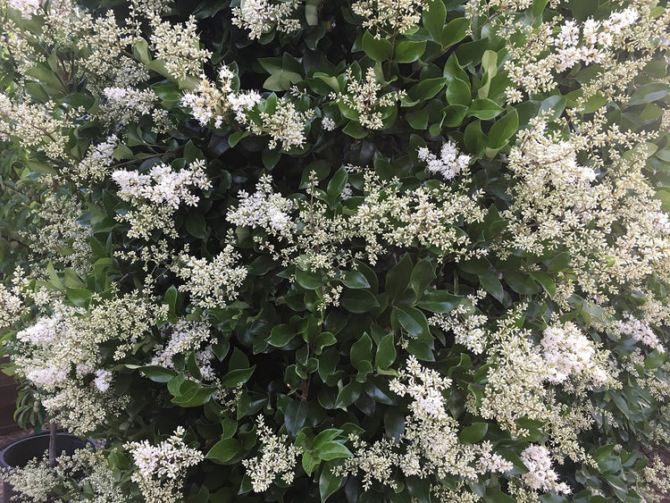 Ligustrum Waxleaf Privet - Live Plants 2" Pot Size - Evergreen Privacy Hedge