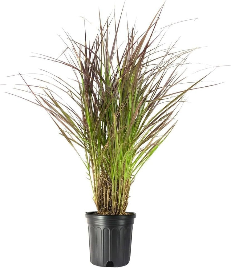 Red Fountain Grass | Extra Large Gallon Plant | Pennisetum Setaceum Rubrum | Vibrant Landscape Feature | Striking Color Contrast | Full Sun Perennial Ornamental Grass