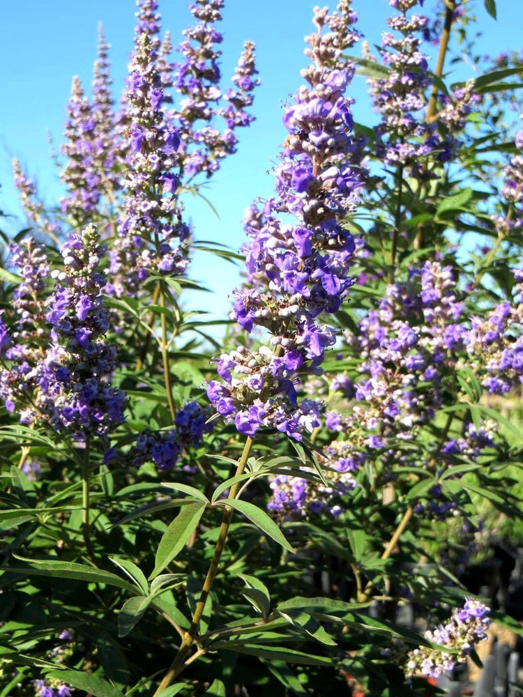 Chaste Tree | Large Gallon Size Pot | Vitex Agnus-Castus | Flowering Ornamental Shrub | Drought-Tolerant Garden Plants