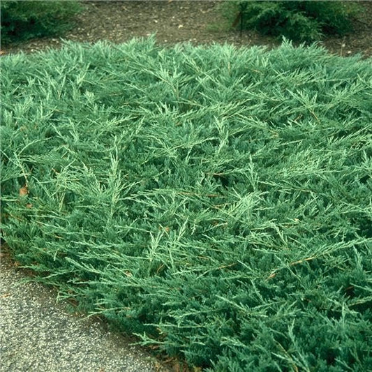 Bar Harbor Juniper | Extra Large Gallon Plants | Live Premium Evergreen Shrub for Landscaping, Low Maintenance Ground Cover, Drought Tolerant