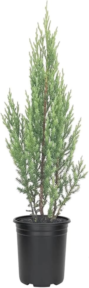 Blue Point Juniper Tree | Live 4 Inch Pot | Juniperus Chinensis | Hardy Evergreen Shrub | Perfect for Landscaping | Low Maintenance Plants