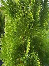 Blue Cone Arborvitae | 1 Extra Large 3 Gallon Plant | Elegant & Hardy Evergreen Shrub, Striking Blue Foliage, Ideal for Privacy Screens, Hedges, and Landscape Accents