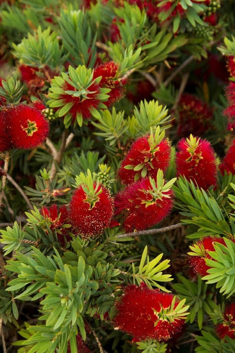 Bottlebrush 'Little John' | Extra Large 3 Gallon Plants | Callistemon citrinus | Attracts Pollinators | Drought Tolerant