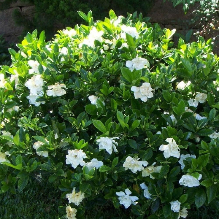 Gardenia Veitchii | Extra Large Gallon Plant | Gardenia jasminoides 'Veitchii' | Fragrant Blooms | Lush Foliage