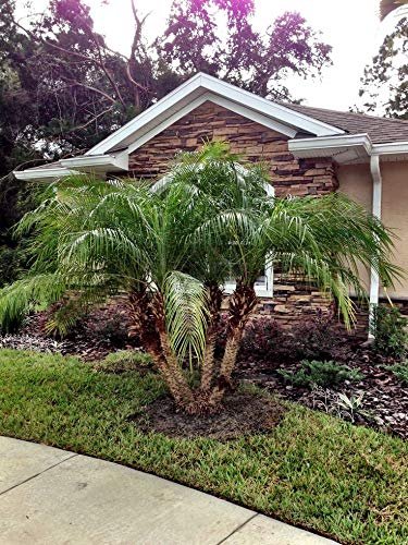 Phoenix Roebelenii - Miniature Pygmy Date Palm - Large Live Tree - Beautiful Patio Plant