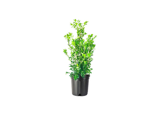 Japanese Boxwood - Large Live Gallon Size Plants - Buxus Microphylla - Formal Evergreen Low Maintenance Hedge Shrub