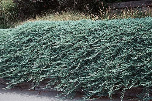 Bar Harbor Juniper | Extra Large Gallon Plants | Live Premium Evergreen Shrub for Landscaping, Low Maintenance Ground Cover, Drought Tolerant