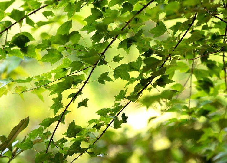 Trident Maple | Large Gallon Size Pots | Acer Buergerianum | Ornamental Shade Tree | Bonsai Starter Plants