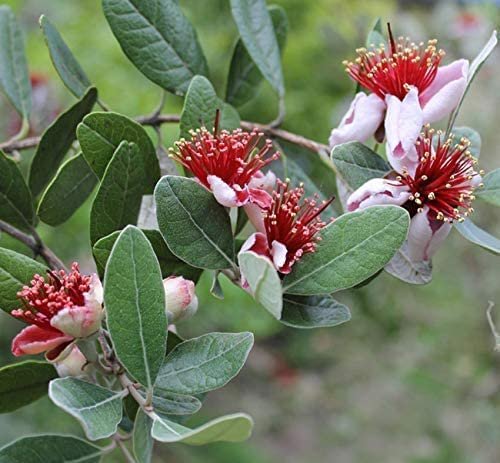 Pineapple Guava | Extra Large Gallon Plants | Feijoa Sellowiana | Edible Fruit Shrub and Fragrant Flowering Foliage