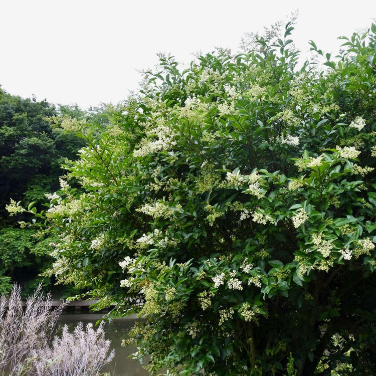 Ligustrum Lucidum Waxleaf | Extra Large Gallon Plant | Lustrous Garden Shrub | Ideal for Privacy & Hedges | Durable Outdoor Greenery