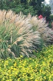 Miscanthus Adagio Grass | Extra Large 3 Gallon Plants | Miscanthus sinensis 'Adagio' | Elegant Ornamental | Garden Accent