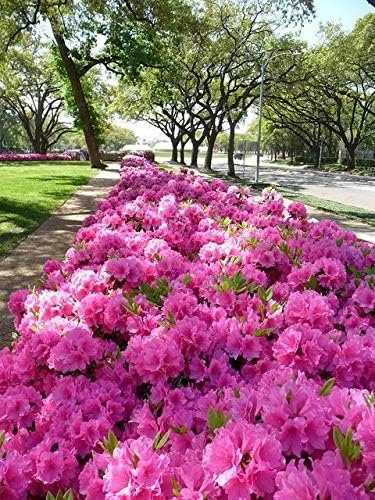 Azalea Southern Charm - Live Plants - Pink Flowering Rhododendron Shrub