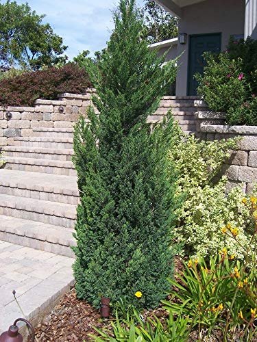 Blue Point Juniper - Live Trees - Juniperus Chinensis - Evergreen Screening Plant