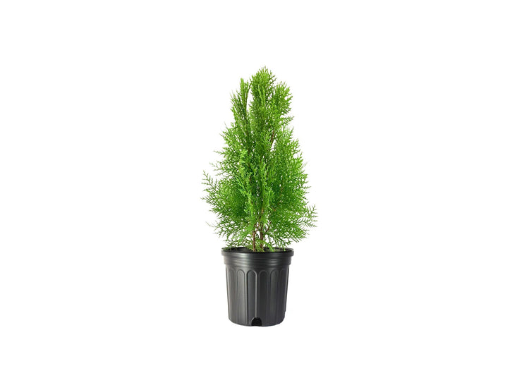 Blue Cone Arborvitae | Live Gallon Size Plants | Vibrant Blue-Green Foliage for Landscaping, Hedges, and Privacy Screens, Drought and Deer Tolerant