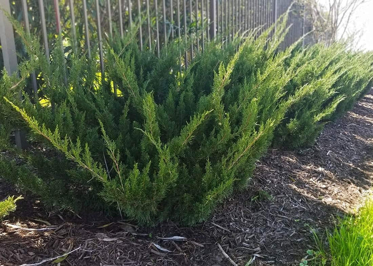 Sea Green Juniper - Live Inch Pots - Juniperus Chinensis - Drought Tolerant Cold Hardy Evergreen Border Screening Plant