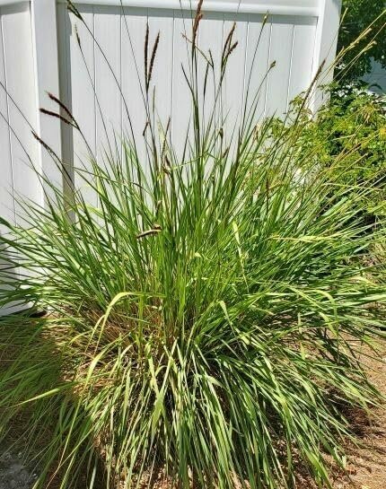 Dwarf Fakahatchee Grass I Large Gallon Size Plants I Tripsacum Floridanum I Live Premium Quality, Low-Maintenance Ornamental Grass for Landscaping, Gardens, and Containers - Fast-Growing