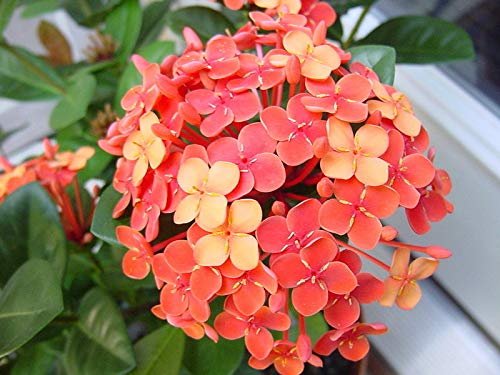 Ixora Maui Red I Large Gallon Size Plants I Rubiaceae Ixora Coccinea | Live Lush Red Cluster Blooms, Heat and Drought Tolerant, Ideal for Tropical and Subtropical Gardens