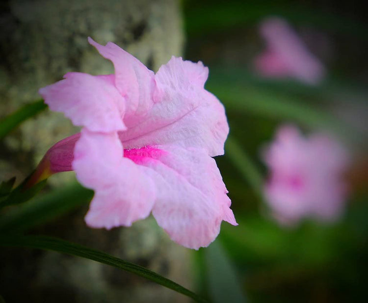 Pink Mexican Petunia | Live Plants | Ruellia Brittoniana | Drought Tolerant Low Maintenance Blooming Butterfly Bush