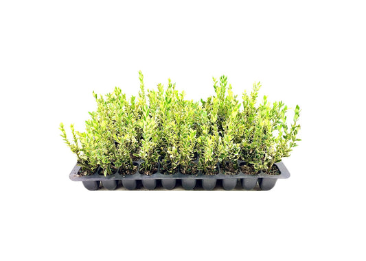 Sunbright Boxwood | Live Plants | Luminous Golden-Yellow Foliage, Perfect for Borders & Landscaping, Year-Round Color & Drought Tolerant, Live Shrub Plant