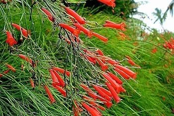 Firecracker Red | Extra Large 3 Gallon Plants | Unspecified Botanical Name | Vibrant Garden Addition | Full Sun Perennial