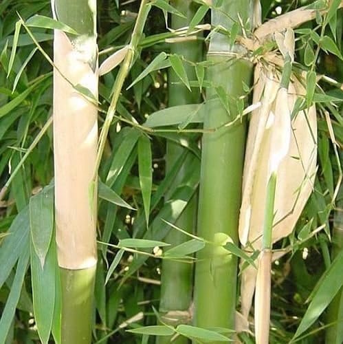 Graceful Bambusa Nutans Bongkhai Ever Bamboo | Large Gallon Size Plants | Fast-Growing Privacy Screen | Hardy & Lush Outdoor Greenery (1 Plant)