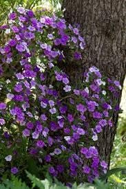 Yesterday Today Tomorrow | Extra Large 3 Gallon Plants | Brunfelsia pauciflora | Fragrant Blooms | Full Sun to Partial Shade