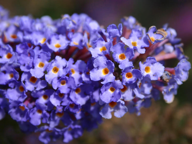 Buddleia Nanho Blue | Extra Large Gallon Plants | Fragrant & Compact Butterfly Bush, Ideal for Vibrant Landscapes, Attractive Borders & Butterfly Gardens, Drought Tolerant