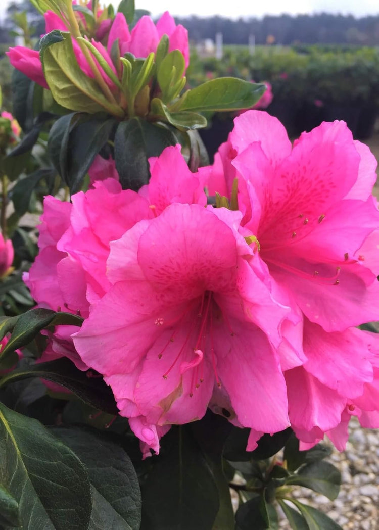 Azalea Pink Ruffle - Live Plants - Pink Flowering Rhododendron Shrub