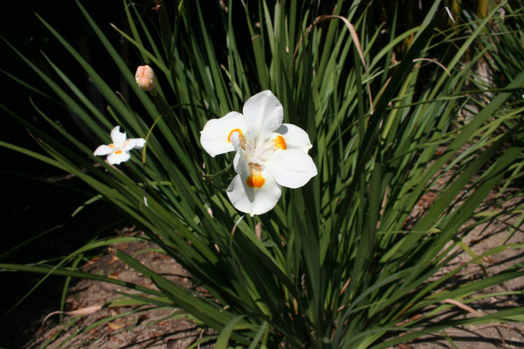 African Iris White - Live Plants - Dietes Iridioides - Drought Tolerant Groundcover Grass