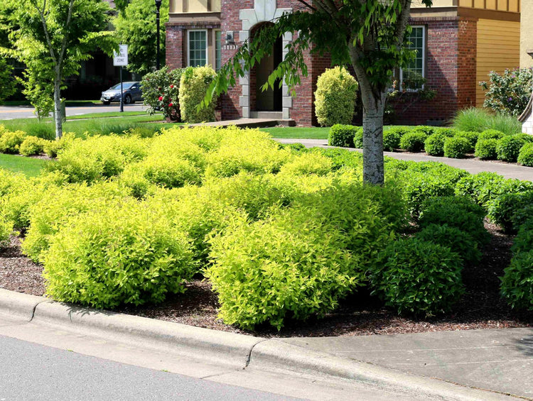 Duranta Gold Mound | Live Quart Size Plant | Duranta Erecta 'Gold Mound' | Vibrant Foliage | Landscape Accent Shrub Hedge