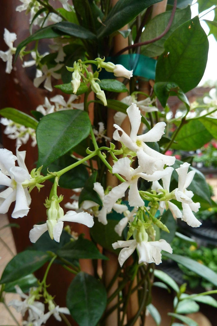 Star Confederate Jasmine | Extra Large 3 Gallon Plants | Trachelospermum jasminoides 'Star' | Lush Flowering Vine | Perfect for Trellises and Arbors