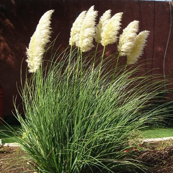 Dwarf Pampas Grass | Live Plants | Cortaderia Selloana Pumila | Compact Low Maintenance Drought Tolerant Ornamental Grass