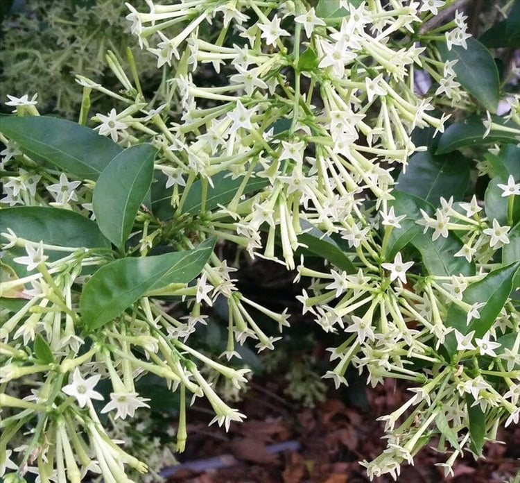 Night Blooming Jasmine I Live Plants I Cestrum Nocturnum | Fragrant White Flowers for Evening Garden Bliss, Perfect for Container Gardening, Easy to Grow