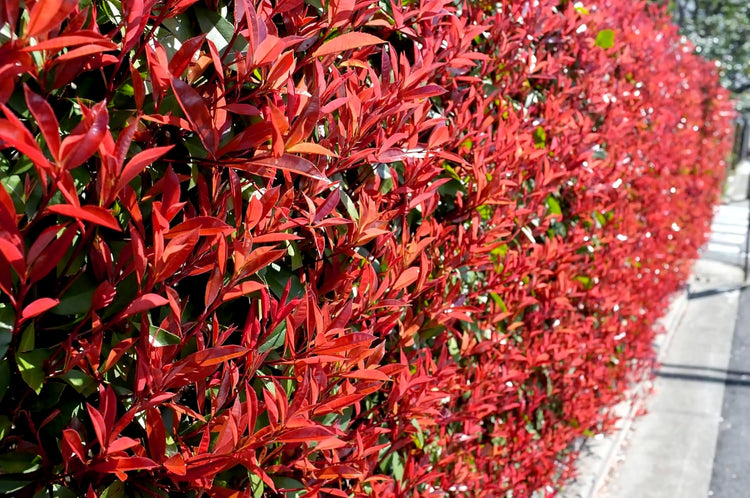 Photinia Red Tip - Live Plants - Photinia x Fraseri - Evergreen Landscape Shrub