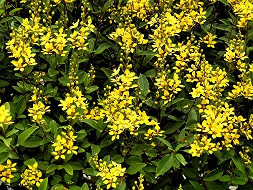 Carolina Jasmine - Live Plants - Gelsemium Sempervirens Jessamine - Beautiful Fragrant Blooming Vine