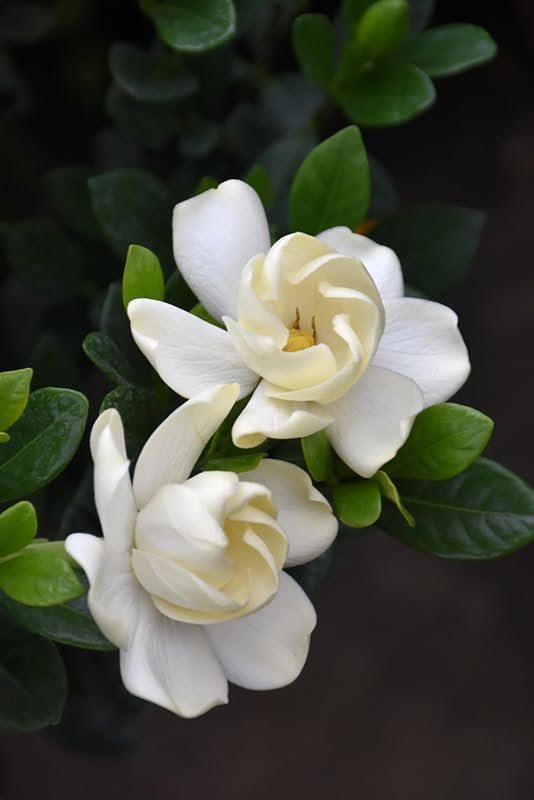 Gardenia Buttons | Extra Large Gallon Plants | Gardenia jasminoides 'Buttons' | Compact Beauty | Intense Fragrance