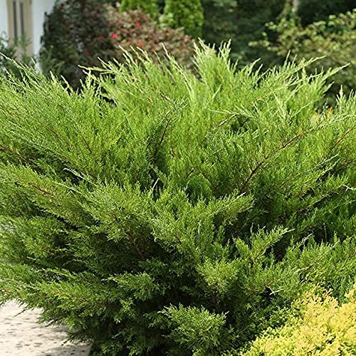 Sea Green Juniper - Live Gallon Size Plants - Juniperus Chinensis - Drought Tolerant Cold Hardy Evergreen Border Screening Shrub