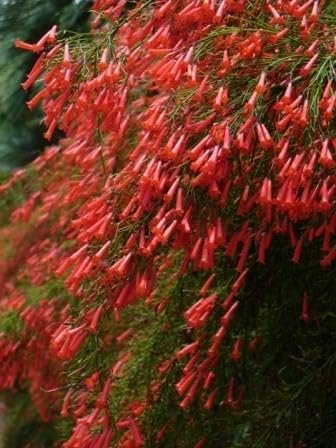 Firecracker Red | Extra Large 3 Gallon Plants | Unspecified Botanical Name | Vibrant Garden Addition | Full Sun Perennial