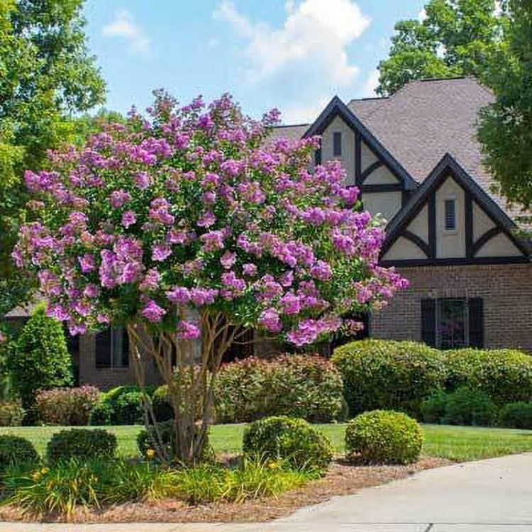 Catawba Crape Myrtle Rich Purple Blooms | Live Plants | Drought & Heat Tolerant, Ideal for Year-Round Garden Beauty