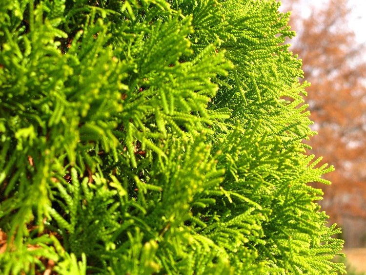 Thuja Arborvitae Blue Cone | Live Trees | Evergreen Privacy Screening Hedge Plants