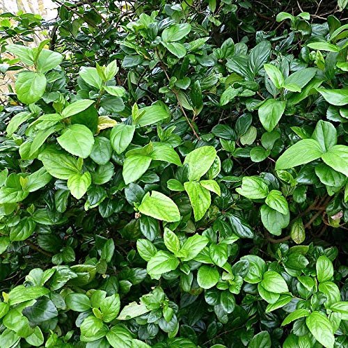 Viburnum Suspensum | Large Gallon Size Plants I Sandankwa I Live Durable Evergreen Shrub with Fragrant Blooms, Ideal for Hedges, Privacy Screens, and Ornamental Landscaping