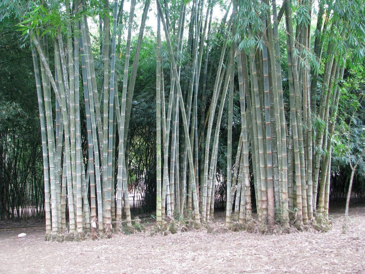 Dendrocalamus Asper Bamboo Plant - Fast-Growing Indoor/Outdoor Giant Bamboo for Landscaping & Green Decor - Eco-Friendly, Live, Pack - Also Known as Dragon/Rough Bamboo